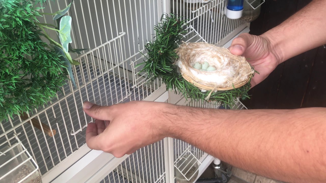 أحسن وقت لنزع البيض البلاستيكي  وإرجاع البيض الحقيقي في تربية الحسون