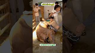Hamne kabhi socha nahin tha Gaumata accident opretion 🥹🙏🏻please subscribe me #shortvlog #gaai