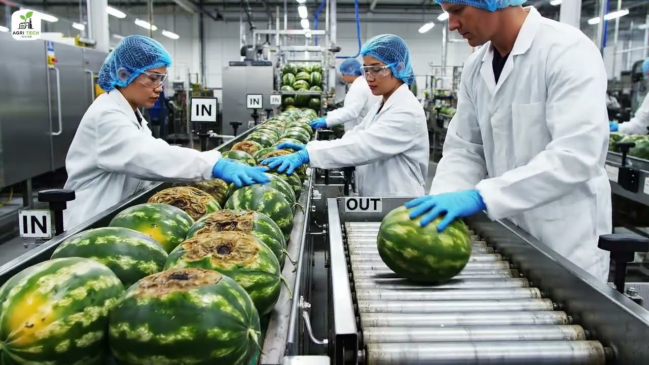 Огромный масштаб! Внутри завода по переработке арбузов
