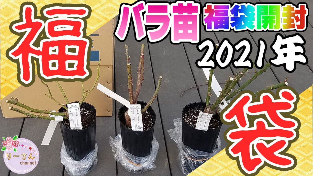 バラの家の新商品 根を育てる肥料のレビューと店内の紹介 Youtube