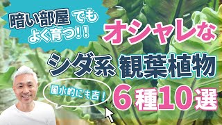 風水的にも吉！？暗い部屋でもよく育つおしゃれなシダ系観葉植物 6種10選