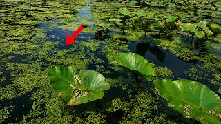 What Will Bite in This Maryland Swamp?