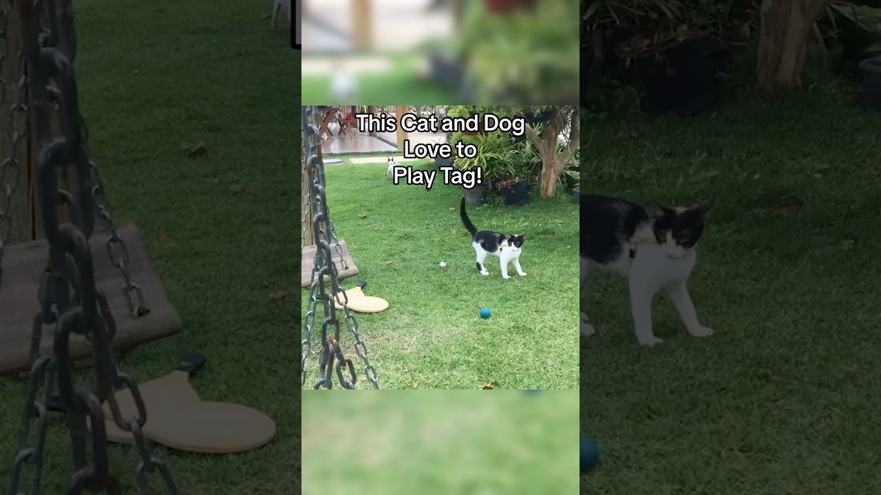 Cat Chases Dog