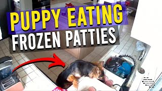 Puppy Caught on Camera Jumping up and Eating Frozen Patties From a Kitchen’s Sink