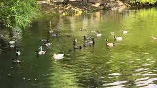 Day at the Canby pond - Oregon