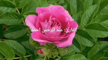 قراءة جميلة ما تيسر من سورة الكهف بصوت القارئ عبد الرحمن احمد مزمار من مزامير ال داوود