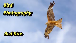 How to Photograph the Red Kite