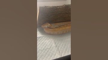 My Burmese Shedding‼️  #fypシ #like #shorts #snake #snakes #burmese #python #shedding #like #watch