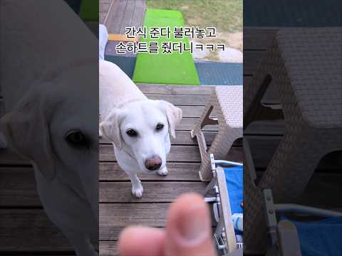 리트리버한테 간식 대신 손하트를 줬더니 thumbnail