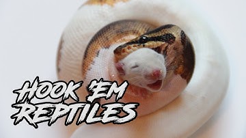 Ball Pythons Moving in Their Eggs, Mating and Piebald Rat Live Feeding WARNING: Graphic Death
