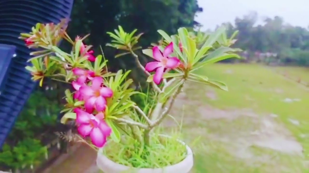 একটি স্কুল এর ছাদ বাগান মথুরা পাড়া বছির কাজী উচ্চ বিদ্যালয় 