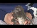 ペンギン赤ちゃんがお披露目  スカイツリー開業以来初