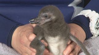 ペンギン赤ちゃんがお披露目  スカイツリー開業以来初