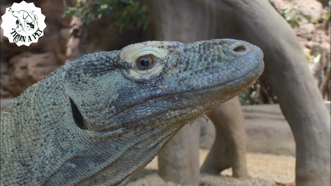Uncovering The World Of Komodo Dragons Exploring The Secret Lives Of uncovering-the-world-of-komodo-dragons-exploring-the-secret-lives-of
