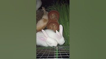 RABBIT DRINKING WATER ON WATER SYSTEM #rabbit #rabbitphilippines #rabbitfarming
