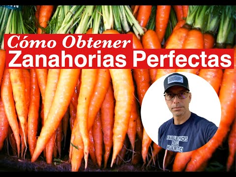 Video: Cómo Y Qué Fertilizar Las Zanahorias