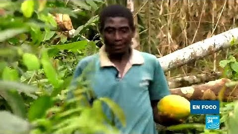 Camerún: la caída del grupo Rougier, ¿buenas noticias para los pigmeos Baka?
