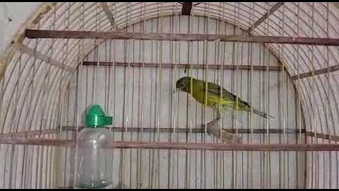 O que dar de comer para canário do reino?