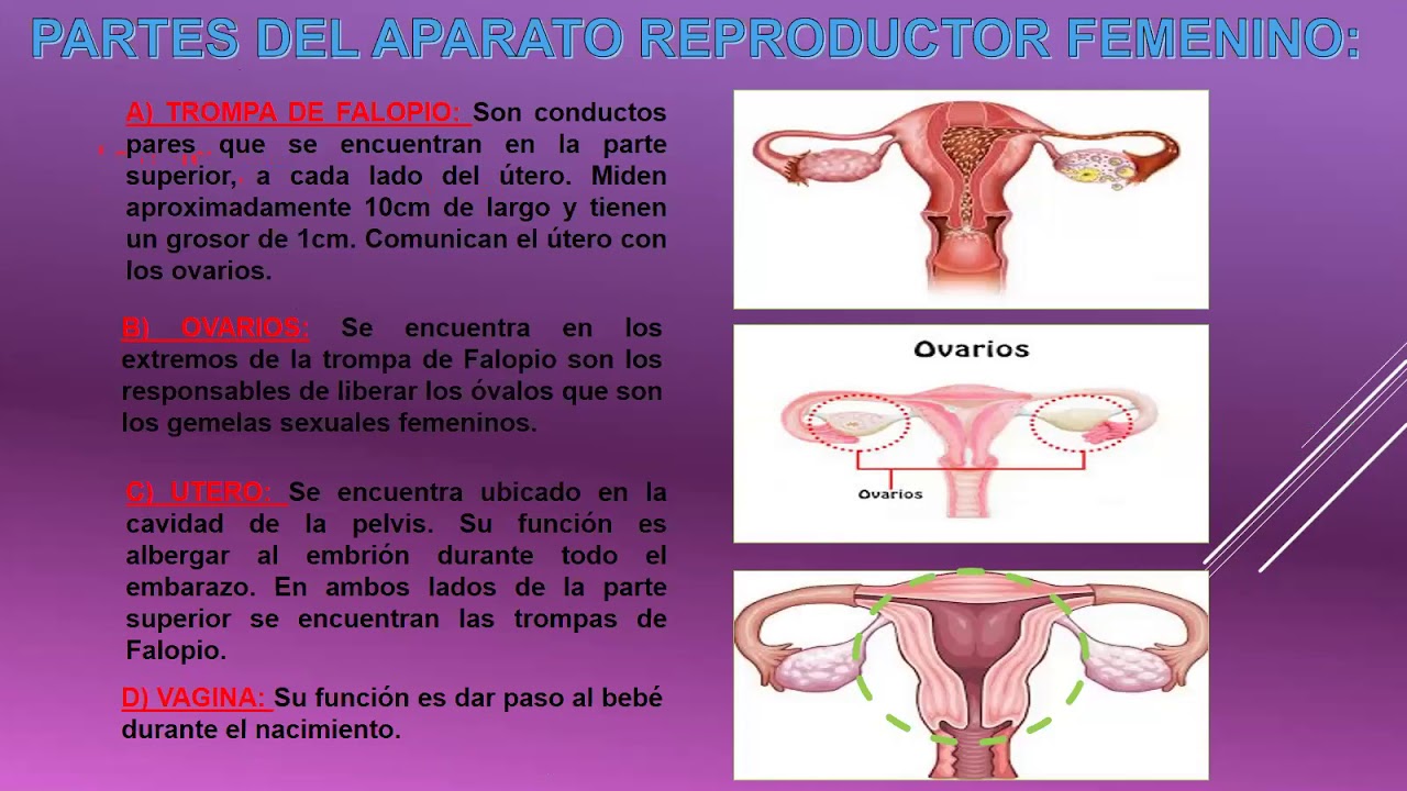 Aparato reproductor tortuga