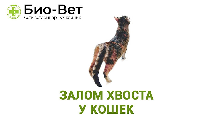 Залом Хвоста у Кошек и Котов // Сеть Ветеринарных Клиник БИО-ВЕТ