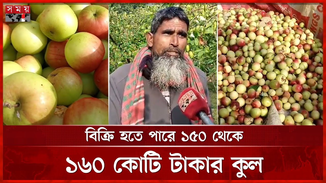 চলতি মৌসুমে সাতক্ষীরায় কুলের বাম্পার ফলন | Satkhira News | Plum | Somoy TV