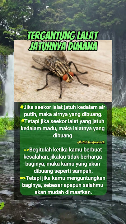 Tergantung Lalat Jatuhnya dimana #edukasi #motivasi #reminder #quotes #shortvideo #shorts