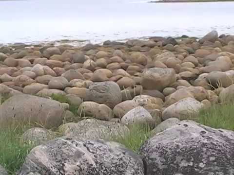 Video: Leptospiróza Na Ostrovech Západního Indického Oceánu: Co Je Dosud Známo?