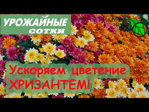 Вот ТАК хризантема будет цвести пышнее и раньше!