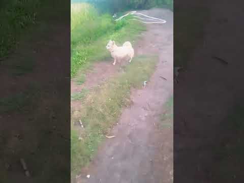 ye Hamare dog ko kya ho gaya