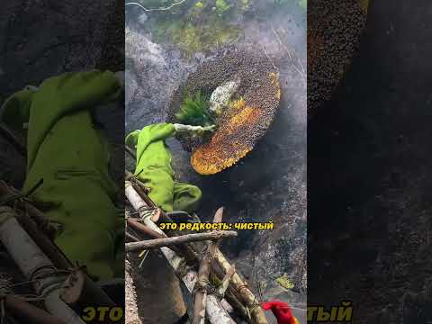 🍯 Опасная добыча мёда в горах Китая #шортс