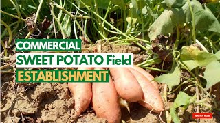 how to setup  a  sweet potato farm/ establishment of potato farm/ how to grow potatoes/ farm setup