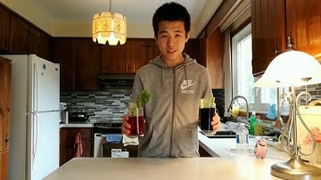 The Color-Changing Celery Experiment