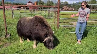 Meet a Musk Ox Monday: Rue!