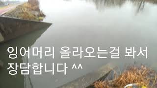 새해 첫 잉어루어낚시 ~ 몇마리 ? (겨울은 수로낚시)