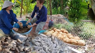 วิธีทำอาหาร กบ ปลา ไก่ เป็ด ต้นทุนต่ำ ทำไว้ใช้เอง ทำง่าย ค่าใช้จ่ายน้อย กับ อาหารปั้นก้อน(ปั้นมือ)