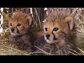 Baby Cheetahs, The Story Continues | The Lion Whisperer