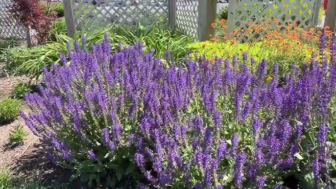 12 Black Perennials  Walters Gardens, Inc.