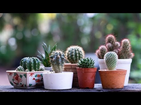 Video: Kaktuslarni qanday ekish kerak? Uyda kaktuslarni ko'paytirish usullari