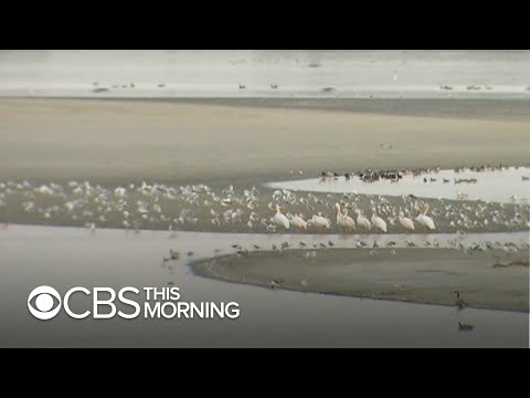 Video: Mass Death Of Birds And The Project 