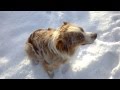 Talking Australian Shepherd Dog