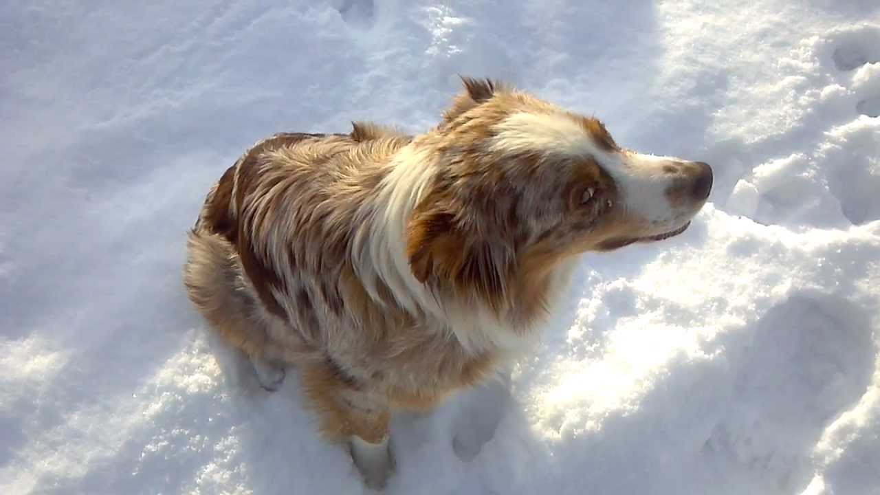 Talking Australian Shepherd Dog - YouTube