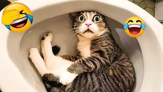 Best Funny Animals 2024😜Funniest Dogs and Cats😿🐶part 2 by AAZ Pets 555 views 1 month ago 33 minutes