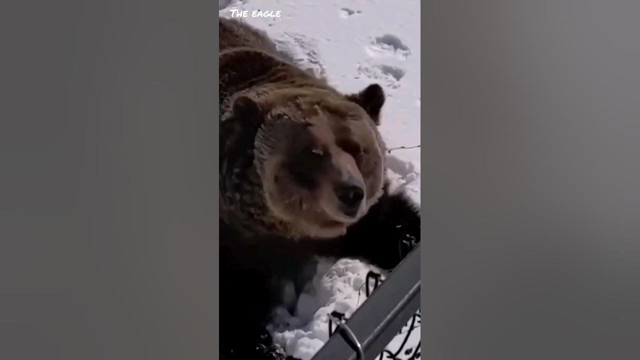Медведь вылезает из берлоги. Медведь из берлоги. Медведь выходит из берлоги. Медведь после спячки. Вытащили медведя из берлоги