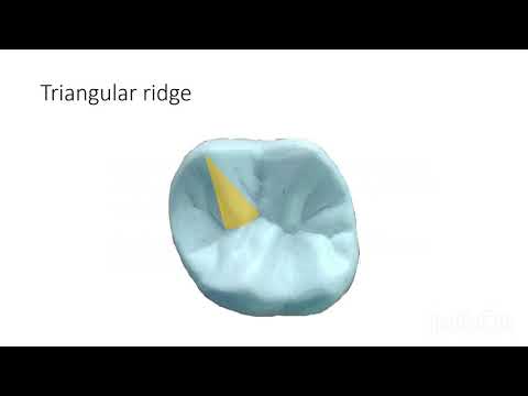 Video: Vilka tänder har ett linguogingival spår?