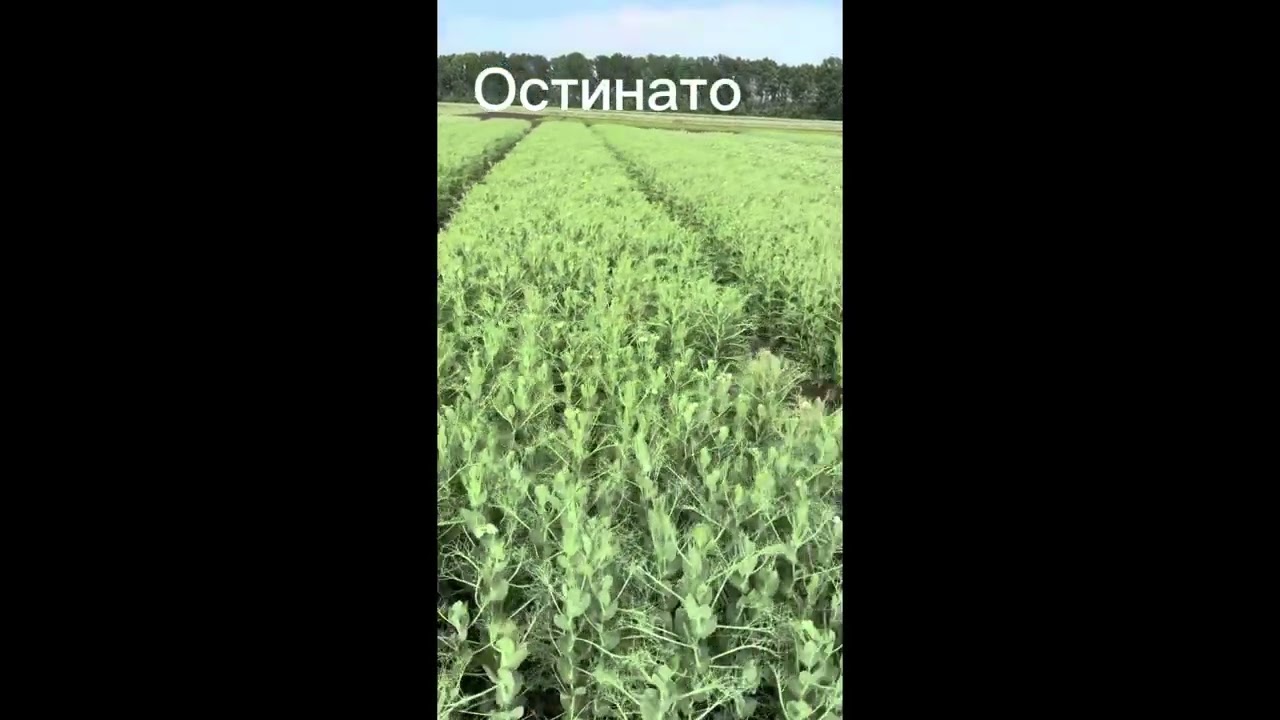 9 июня 2025 г.