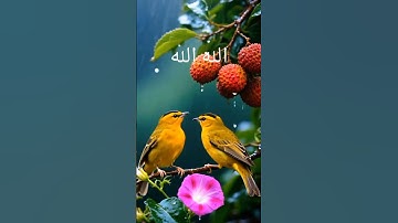 قرآن كريم #القزابري #صباح_الخير #المصحف #اكسبلور #الرحمن #nature