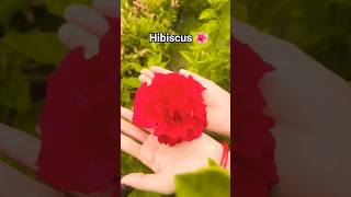 hibiscus flower growth #flowers #garden #growth #bloom