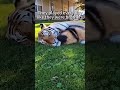 The Rescue in the Alaskan Wilds
