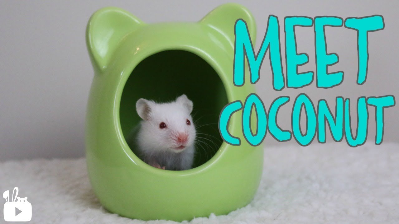 dwarf hamster food MEET COCONUT 🐹 {past hamster)