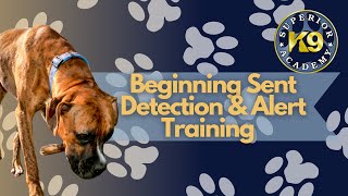 Beginning Scent Work With Seizure Alert & Response Service Dog In Training